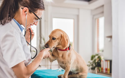 'Vets' Who Is Search